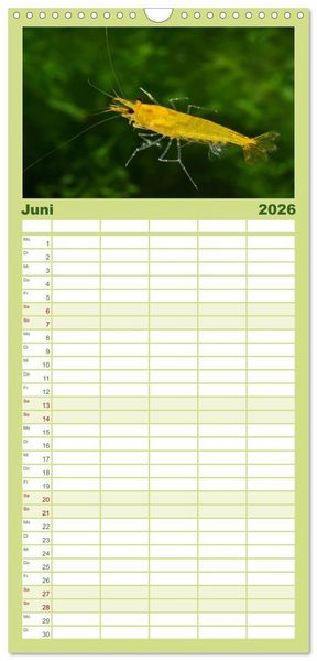 Produktbild: Familienplaner 2026 - Dwarf Shrimps - kleine Garnelen mit 5 Spalten (Wandkalender, 21 x 45 cm) CALVENDO