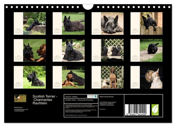 Produktbild: Scottish Terrier - Charmantes Rauhbein (Wandkalender 2026 DIN A4 quer), CALVENDO Monatskalender