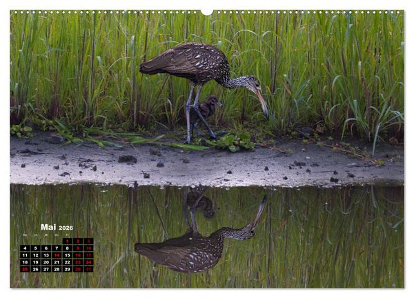 Produktbild: Floridas wunderbare Vogelwelt (hochwertiger Premium Wandkalender 2026 DIN A2 quer), Kunstdruck in Hochglanz