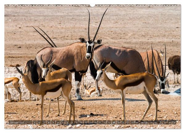 Produktbild: ETOSHA &ndash; Namibia Highlights (hochwertiger Premium Wandkalender 2026 DIN A2 quer), Kunstdruck in Hochglanz