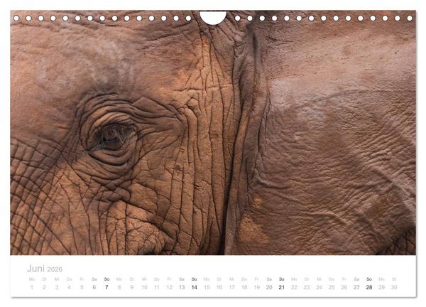 Produktbild: Tierische Gl&uuml;cksmomente mit Weisheiten (Wandkalender 2026 DIN A4 quer), CALVENDO Monatskalender