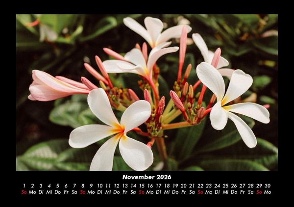 Produktbild: Blumentr&auml;ume 2026 Fotokalender DIN A3