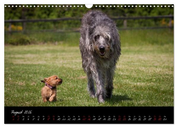 Produktbild: Australian Terrier Welpen (Wandkalender 2026 DIN A3 quer), CALVENDO Monatskalender