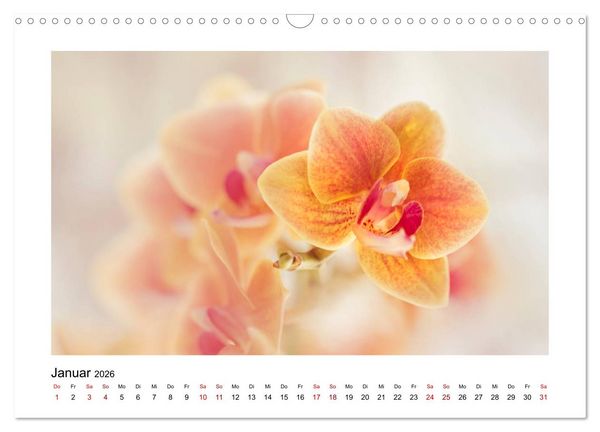 Produktbild: Oranger Bl&uuml;tentraum (Wandkalender 2026 DIN A3 quer), CALVENDO Monatskalender