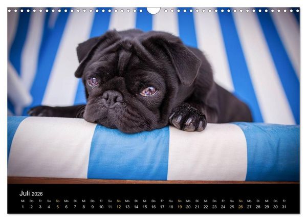 Produktbild: Diesel, der schwarze Mops (Wandkalender 2026 DIN A3 quer), CALVENDO Monatskalender