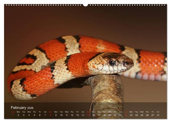 Produktbild: Reptiles Colorful beauties (High Quality Premium Wall Calendar 2026 DIN A2 landscape),CALVENDO 12 Month Wall Calendar