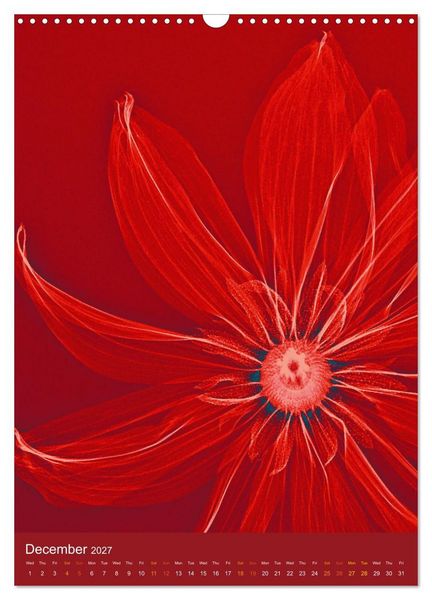 Produktbild: Blossoms between light and colour (Wall Calendar 2027 DIN A3 portrait), CALVENDO 12 Month Wall Calendar