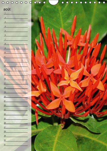 Produktbild: Blank, R: Fleurs tropicales / calendrier anniversaire (Calen
