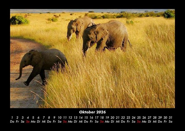 Produktbild: Elefanten 2026 Fotokalender DIN A3