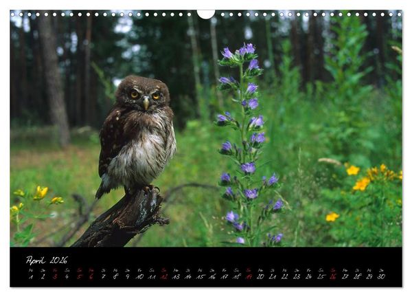 Produktbild: Heimische Eulen und Greife (Wandkalender 2026 DIN A3 quer), CALVENDO Monatskalender