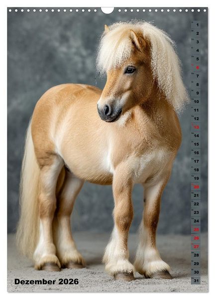 Produktbild: Das Leben ist ein Ponyhof - Zwergponys im Studiolicht (Wandkalender 2026 DIN A3 hoch), CALVENDO Monatskalender