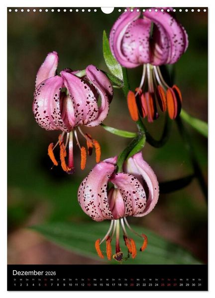 Produktbild: Seltene Wildblumen (Wandkalender 2026 DIN A3 hoch), CALVENDO Monatskalender