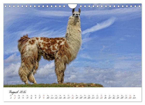 Produktbild: DIE LAMAS VON DER LAHN (Wandkalender 2026 DIN A4 quer), CALVENDO Monatskalender