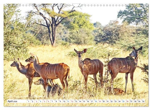 Produktbild: Namibia, Faszination W&uuml;ste und Tierwelt (Wandkalender 2026 DIN A3 quer), CALVENDO Monatskalender