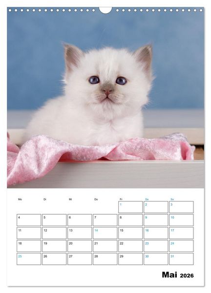 Produktbild: Heilige Birma Kitten - s&uuml;&szlig;e kleine Flauschb&auml;llchen (Wandkalender 2026 DIN A3 hoch), CALVENDO Monatskalender