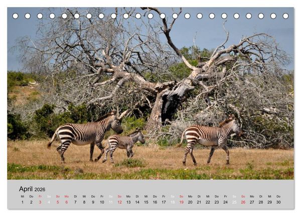 Produktbild: Momente in S&uuml;dafrika (Tischkalender 2026 DIN A5 quer), CALVENDO Monatskalender