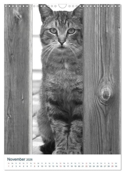 Produktbild: Wilde Katzen - Korsikas Samtpfoten (Wandkalender 2026 DIN A3 hoch), CALVENDO Monatskalender