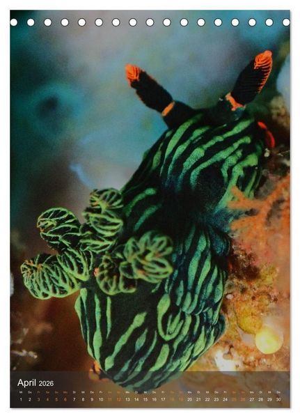 Produktbild: Nudibranches Meeresnacktschnecken aus Nord-Sulawesi (Tischkalender 2026 DIN A5 hoch), CALVENDO Monatskalender