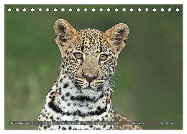 Produktbild: L&ouml;wen und Leoparden - Begegnungen in Afrika (Tischkalender 2026 DIN A5 quer), CALVENDO Monatskalender
