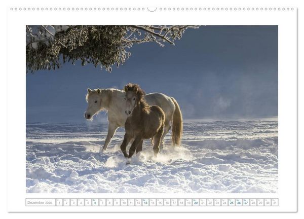 Produktbild: Wei&szlig;e Pferde der Camargue in Bayern (hochwertiger Premium Wandkalender 2026 DIN A2 quer), Kunstdruck in Hochglanz