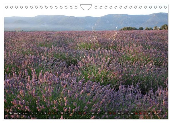 Produktbild: Lavendel. Der Duft der Provence (Wandkalender 2026 DIN A4 quer), CALVENDO Monatskalender