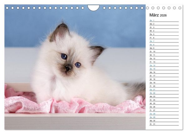 Produktbild: Heilige Birma Kitten mit Planer (Wandkalender 2026 DIN A4 quer), CALVENDO Monatskalender