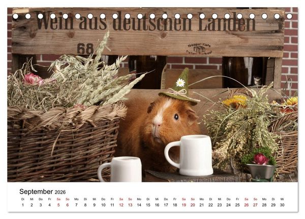 Produktbild: Unsere Meerschweinchen (Tischkalender 2026 DIN A5 quer), CALVENDO Monatskalender