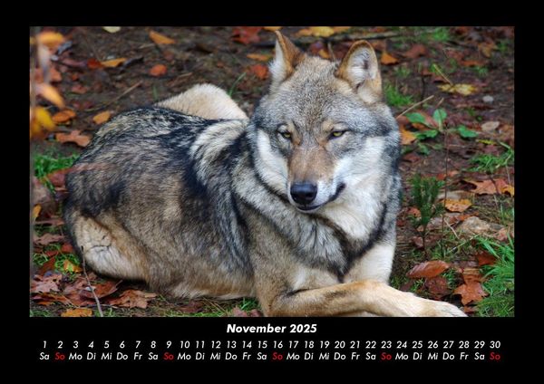 Produktbild: Tiere in der Wildnis 2025 Fotokalender DIN A3
