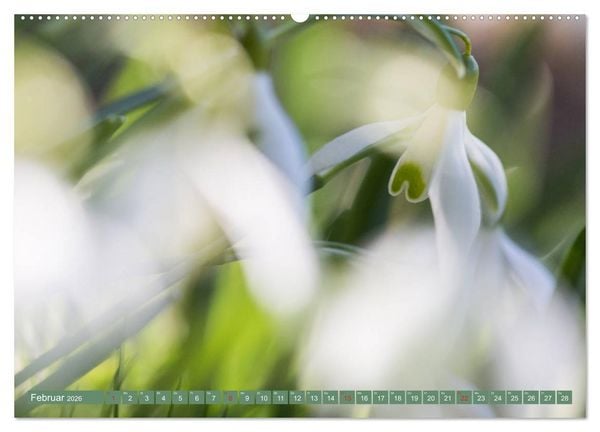 Produktbild: Die Natur hautnah (Wandkalender 2026 DIN A2 quer), CALVENDO Monatskalender