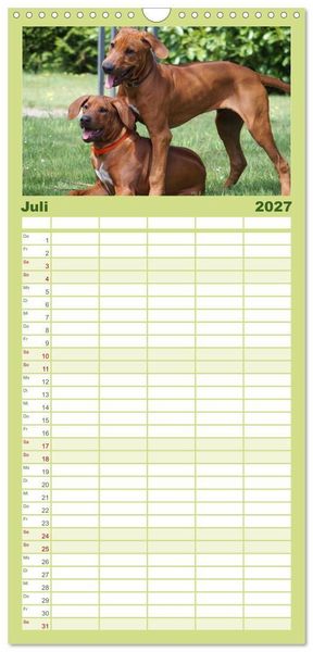 Produktbild: Familienplaner 2027 - Rhodesian Ridgeback - Jung, wild, zuckers&uuml;&szlig; mit 5 Spalten (Wandkalender, 21 x 45 cm) CALVENDO