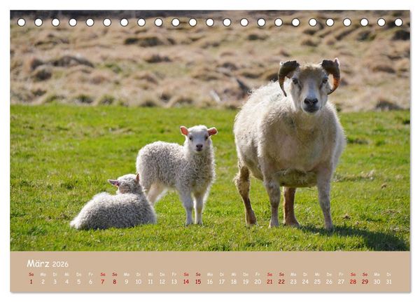 Produktbild: Wolle & H&ouml;rner (Tischkalender 2026 DIN A5 quer), CALVENDO Monatskalender