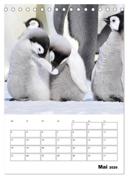 Produktbild: Pinguine. Familiengl&uuml;ck im Eis (Tischkalender 2026 DIN A5 hoch), CALVENDO Monatskalender