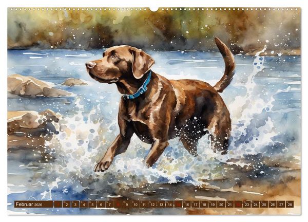 Produktbild: Voller Kraft und Energie - Labrador-Retriever (Wandkalender 2026 DIN A2 quer), CALVENDO Monatskalender