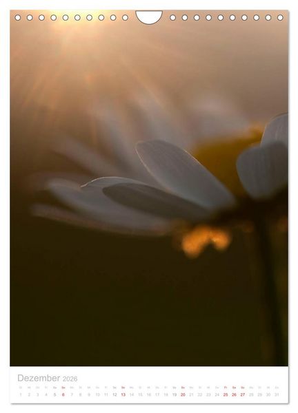 Produktbild: Wiesenblumen (Wandkalender 2026 DIN A4 hoch), CALVENDO Monatskalender