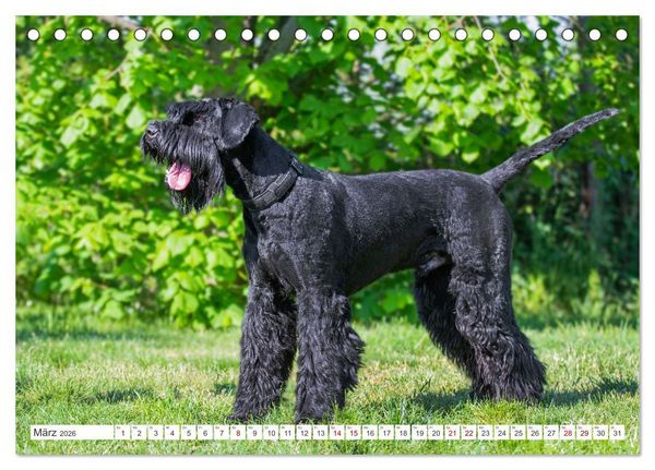 Produktbild: Unsere Freunde auf vier Pfoten - Hunde (Tischkalender 2026 DIN A5 quer), CALVENDO Monatskalender