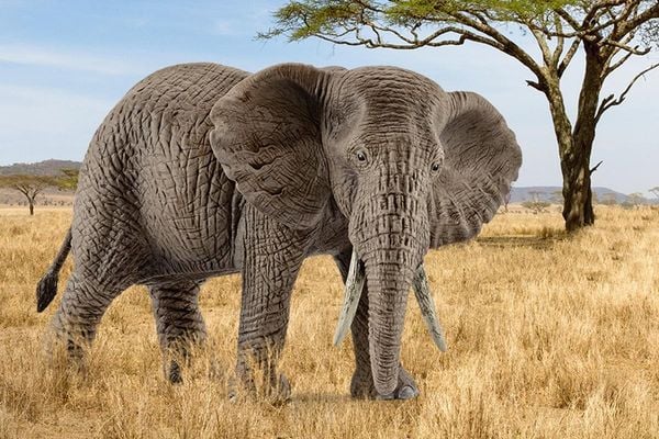 Schleich 14761 - Wild Life, Afrikanische Elefantenkuh, Länge: 14,6 cm