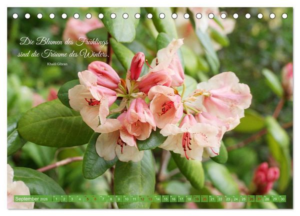 Produktbild: Rhododendren und Poesie (Tischkalender 2026 DIN A5 quer), CALVENDO Monatskalender