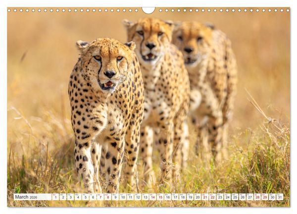 Produktbild: African Cats in impressive portraits (Wall Calendar 2026 DIN A3 landscape), CALVENDO 12 Month Wall Calendar