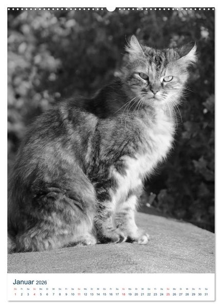 Produktbild: Wilde Katzen - Korsikas Samtpfoten (Wandkalender 2026 DIN A2 hoch), CALVENDO Monatskalender