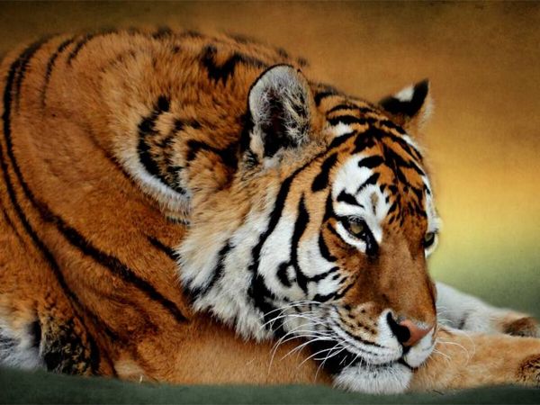 Produktbild: CALVENDO Puzzle Ruhender Sibirischer Tiger | 1000 Teile Lege-Gr&ouml;&szlig;e 64x48cm Foto-Puzzle f&uuml;r gl&uuml;ckliche Stunden