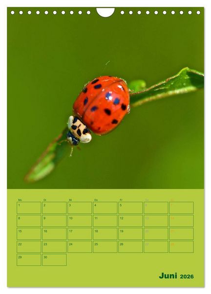 Produktbild: Wald- und Wiesenkalender 2026 Planer (Wandkalender 2026 DIN A4 hoch), CALVENDO Monatskalender