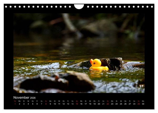 Produktbild: Enten-Rennen (Wandkalender 2026 DIN A4 quer), CALVENDO Monatskalender