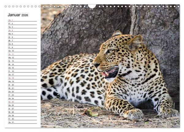 Produktbild: Leoparden. Elegante J&auml;ger (Wandkalender 2026 DIN A3 quer), CALVENDO Monatskalender