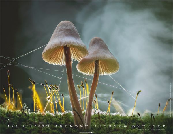 Produktbild: Wunderwelt der Pilze Kalender 2027
