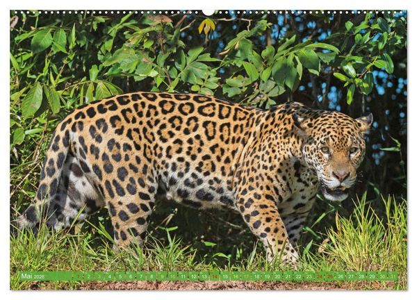 Produktbild: Raubkatzen: Geschmeidige J&auml;ger (Wandkalender 2026 DIN A2 quer), CALVENDO Monatskalender