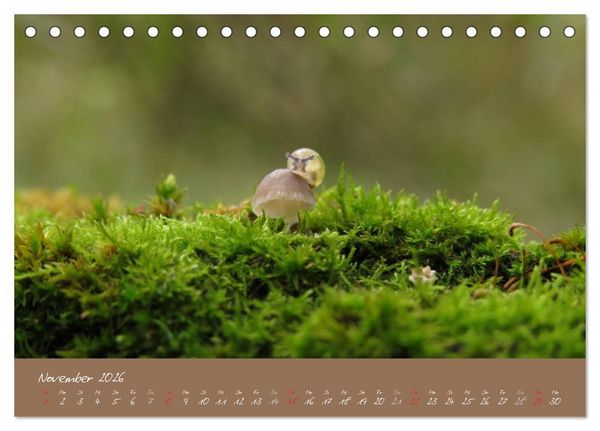 Produktbild: Schneckchen (Tischkalender 2026 DIN A5 quer), CALVENDO Monatskalender