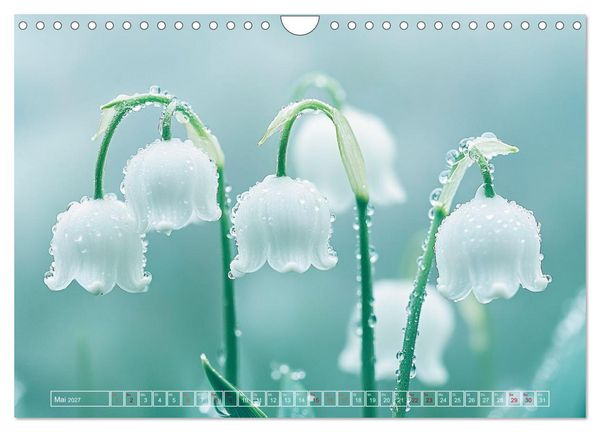 Produktbild: Lichtspiele der Natur (Wandkalender 2027 DIN A4 quer), CALVENDO Monatskalender