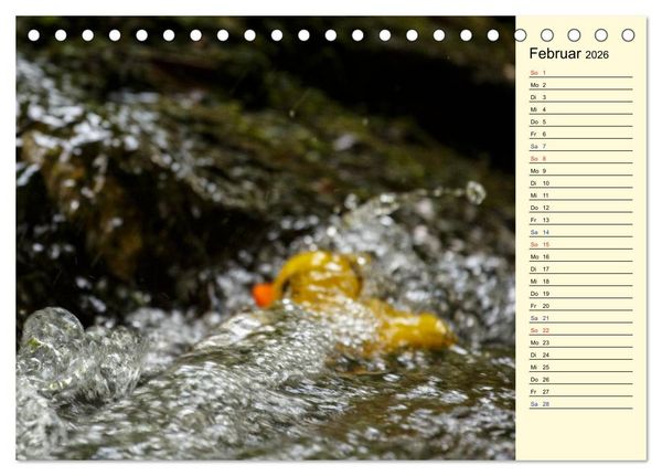 Produktbild: Enten-Rennen (Tischkalender 2026 DIN A5 quer), CALVENDO Monatskalender