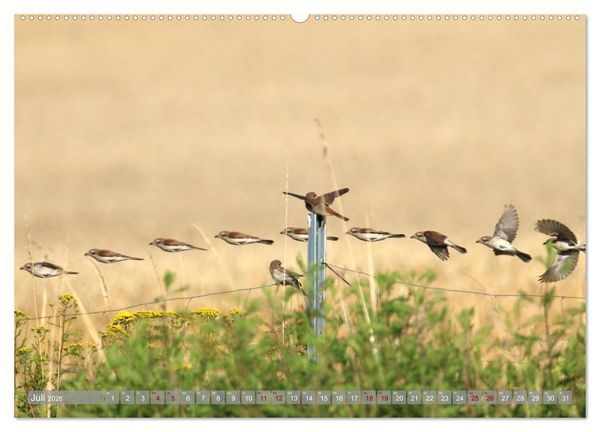 Produktbild: V&ouml;gel im Fluge (Wandkalender 2026 DIN A2 quer), CALVENDO Monatskalender