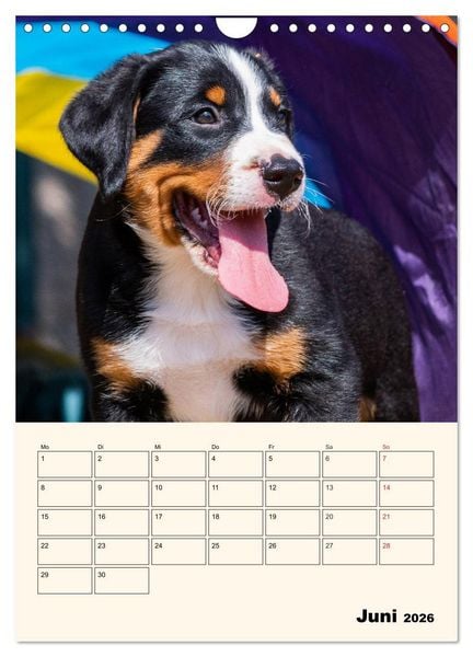 Produktbild: Appenzeller Sennenhund - Mit Plan durch das Jahr (Wandkalender 2026 DIN A4 hoch), CALVENDO Monatskalender